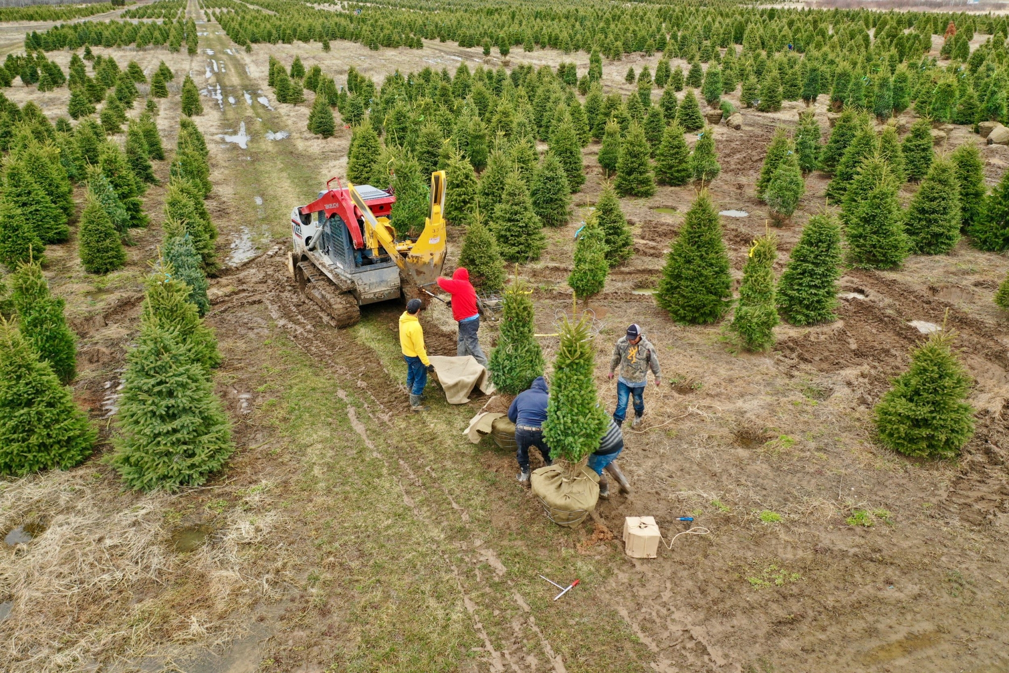 Balled and Burlap Dutchman Tree Farms